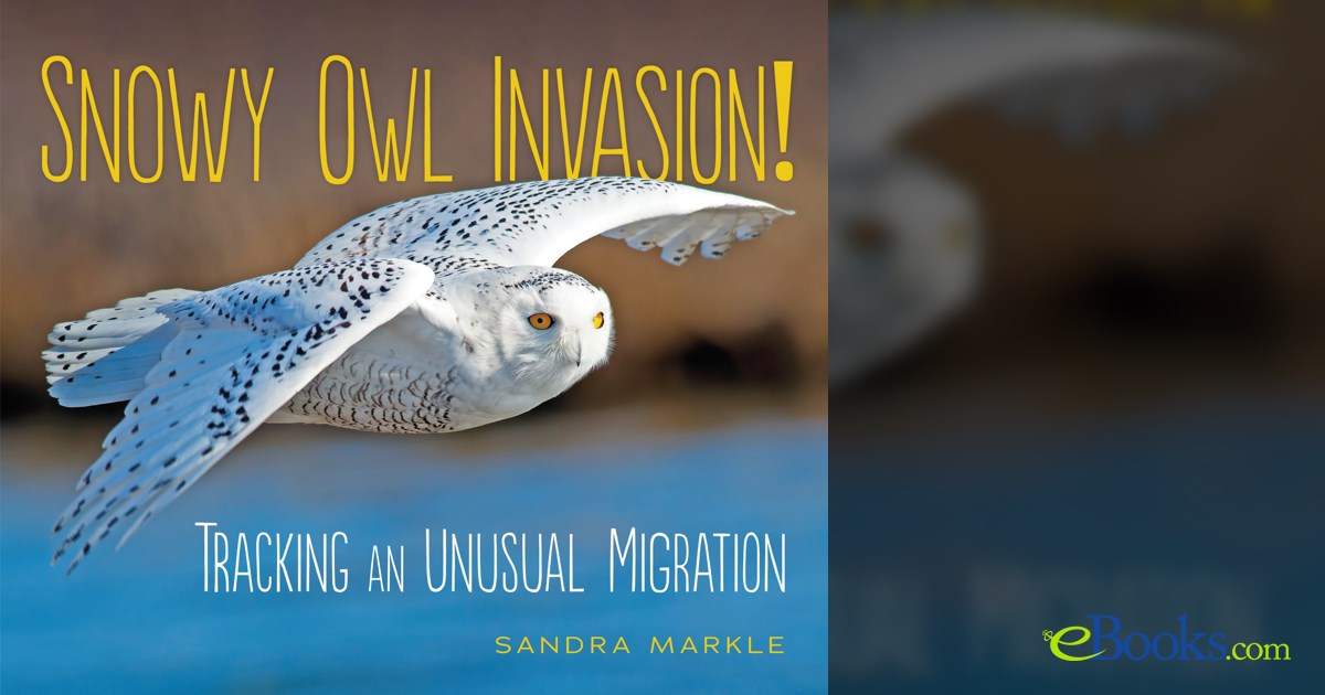 Snowy Owl Invasion! by Sandra Markle (ebook)