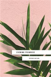 Book cover: Evening Primrose: a heart-wrenching novel for our times, by Kopano Matlwa (preview)