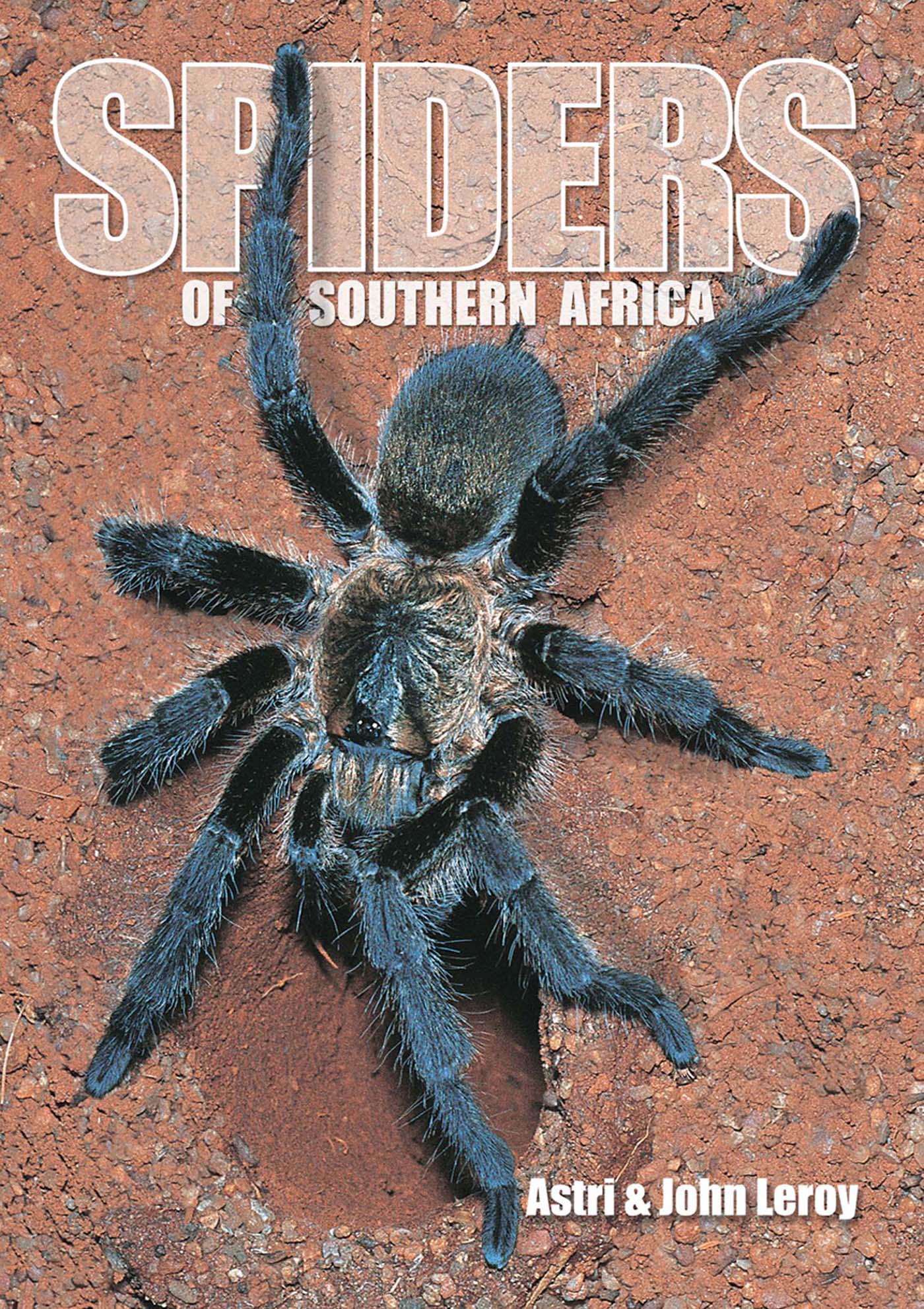 Spiders of Southern Africa - <10