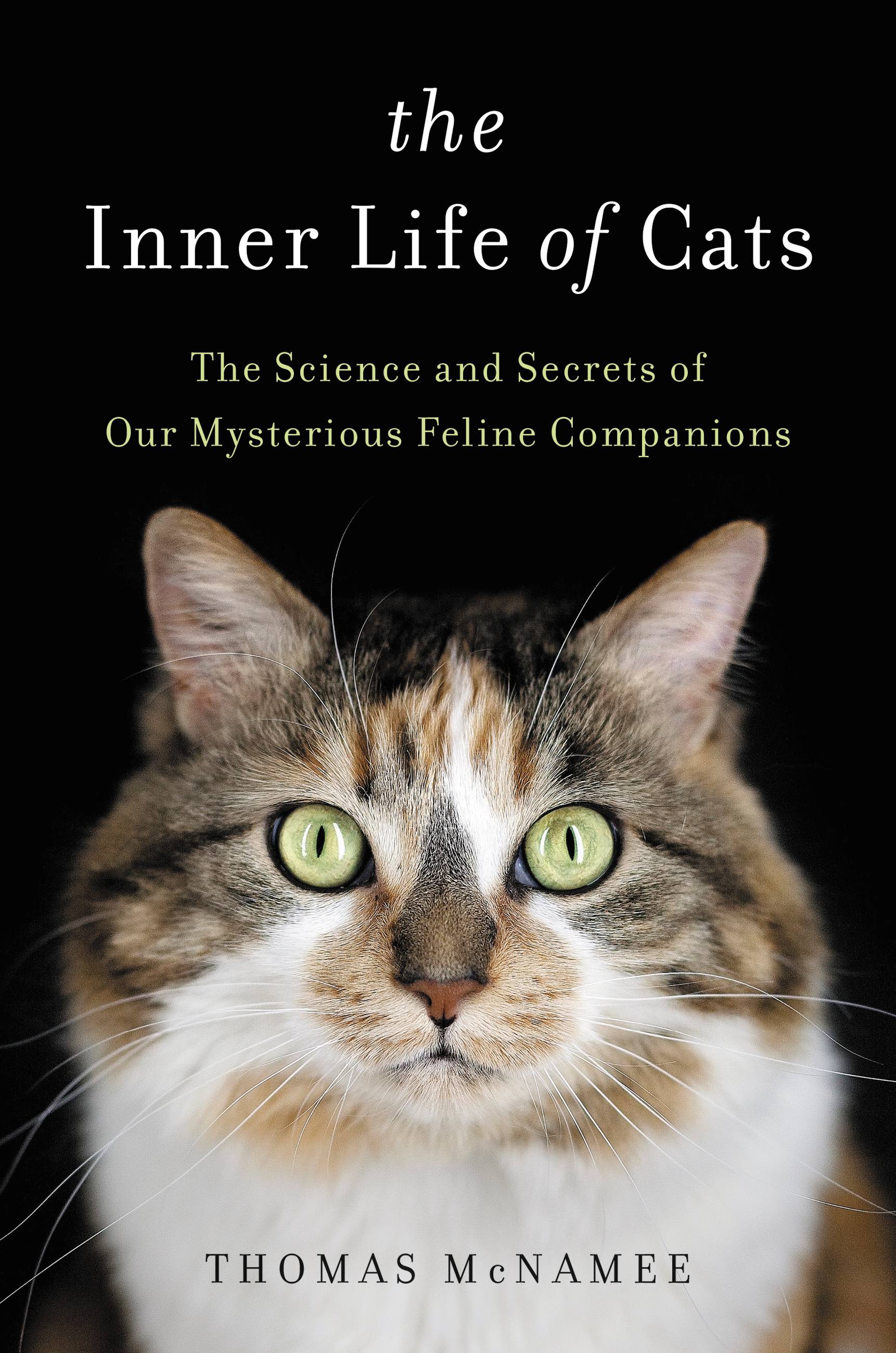 Cats my life. The Secrets of Cats истории. Feline. Inner Life.